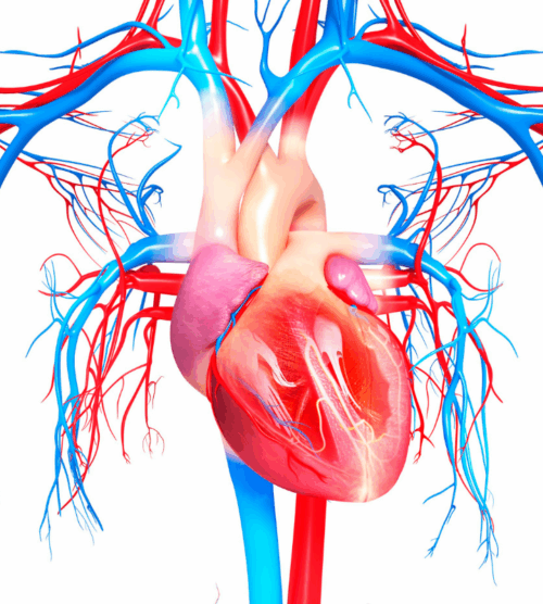 Corazon latiendo